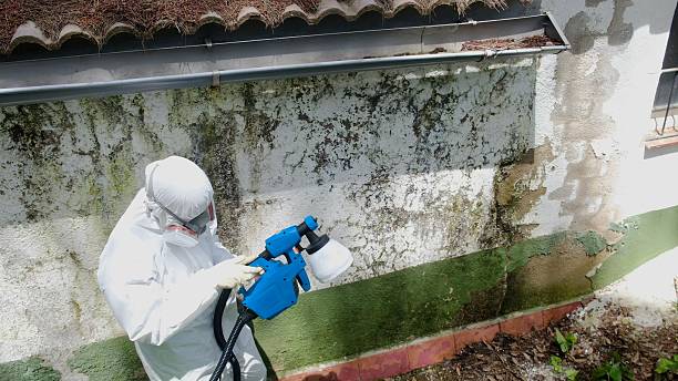 Top rated local Mold Remediation specialists in Billerica, MA